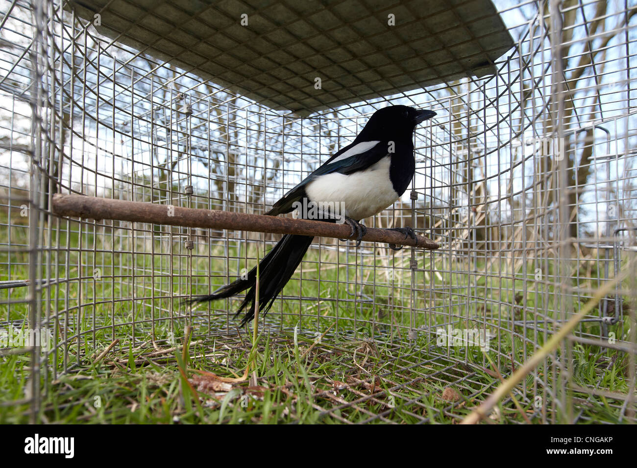 Trappola per uccelli immagini e fotografie stock ad alta risoluzione - Alamy