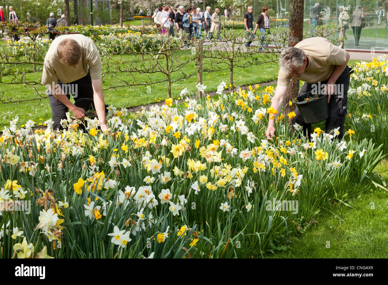 Holland, 'Dune e lampadina della regione" in aprile Lisse, Keukenhof, giardinieri in un aiuola con narcisi staccare il fiore appassito. Foto Stock