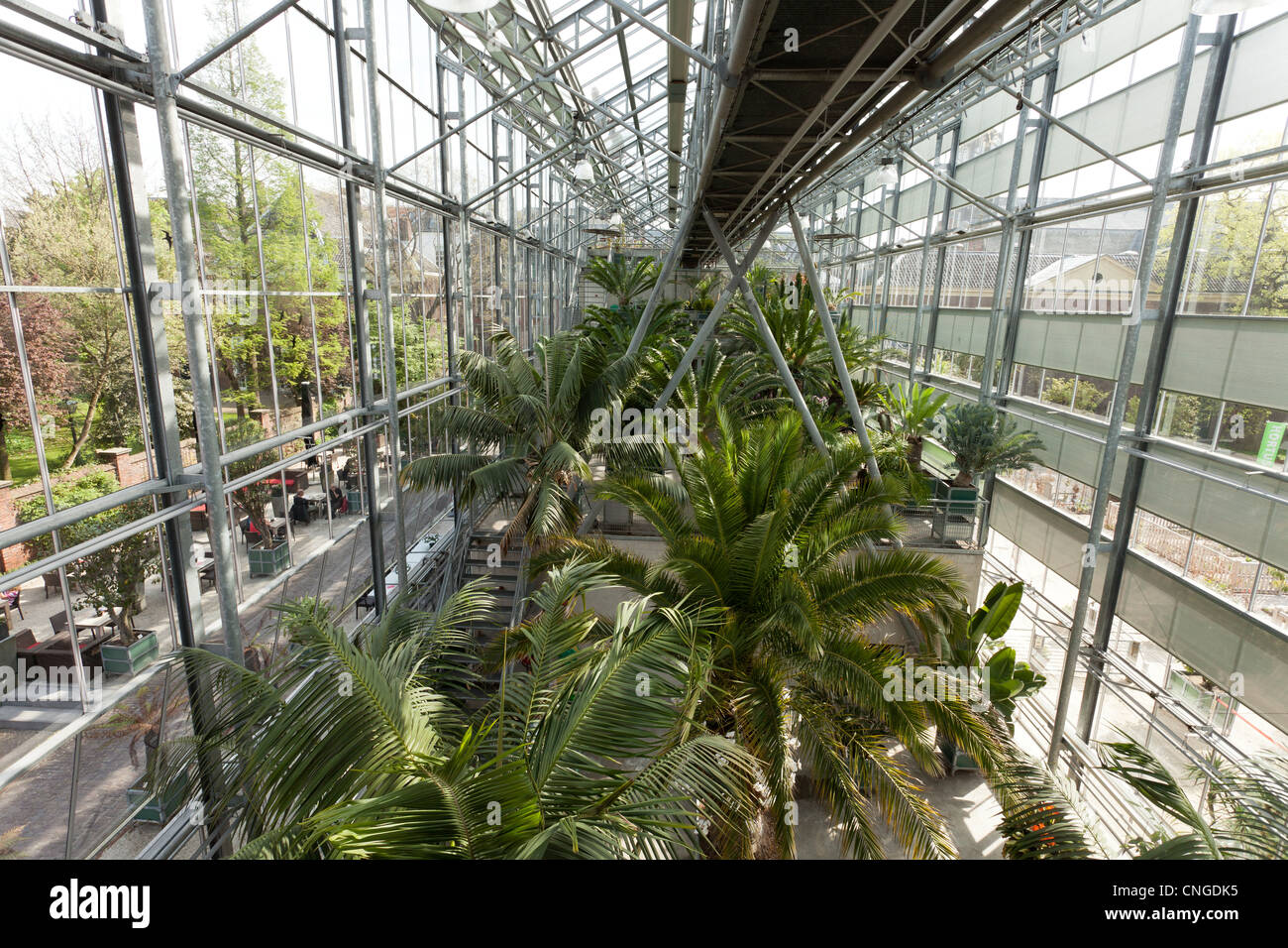 Holland, Leyden, Hortus Botanicus, giardino botanico dell'Università di Leida, la moderna serra e le cicadee. Foto Stock