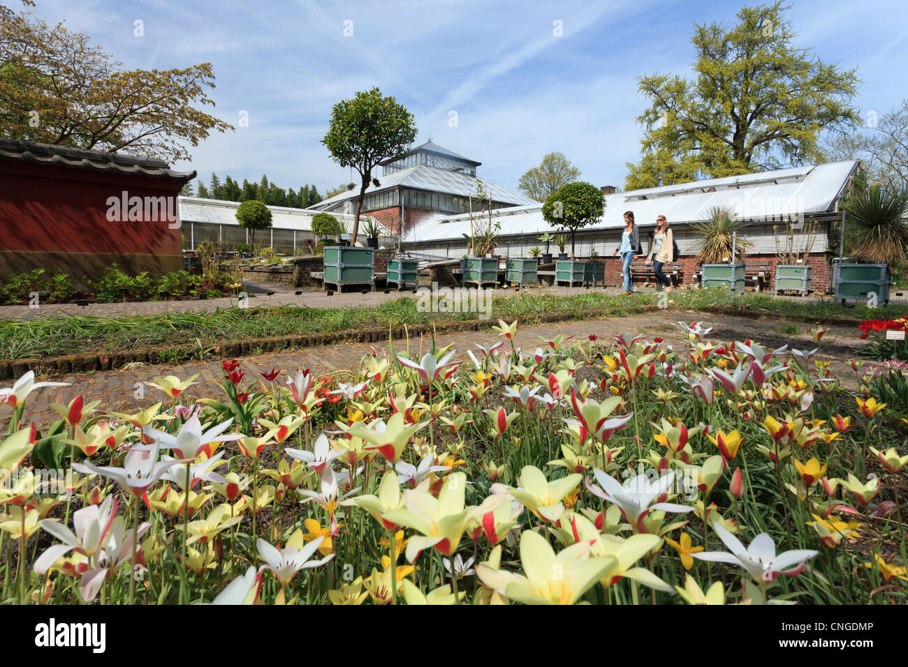 Holland, Leyden, Hortus Botanicus, giardino botanico dell'Università di Leida, serre, e tulipani di Clusius. Foto Stock