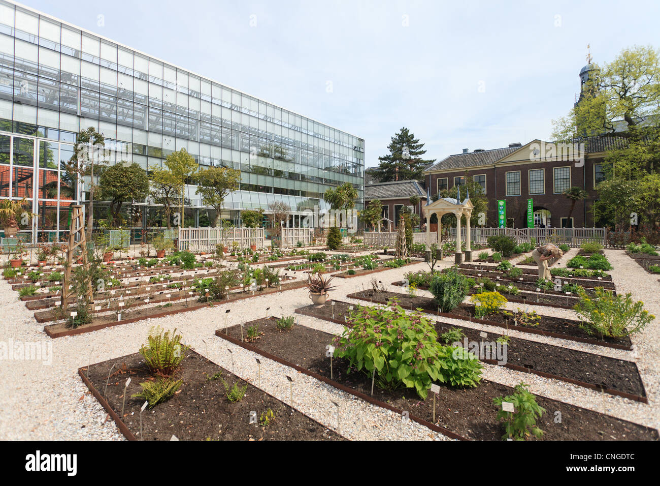 Holland, Leyden, Hortus Botanicus, giardino botanico dell'Università di Leida, qui il partito chiamata'd il giardino Clusius. Foto Stock