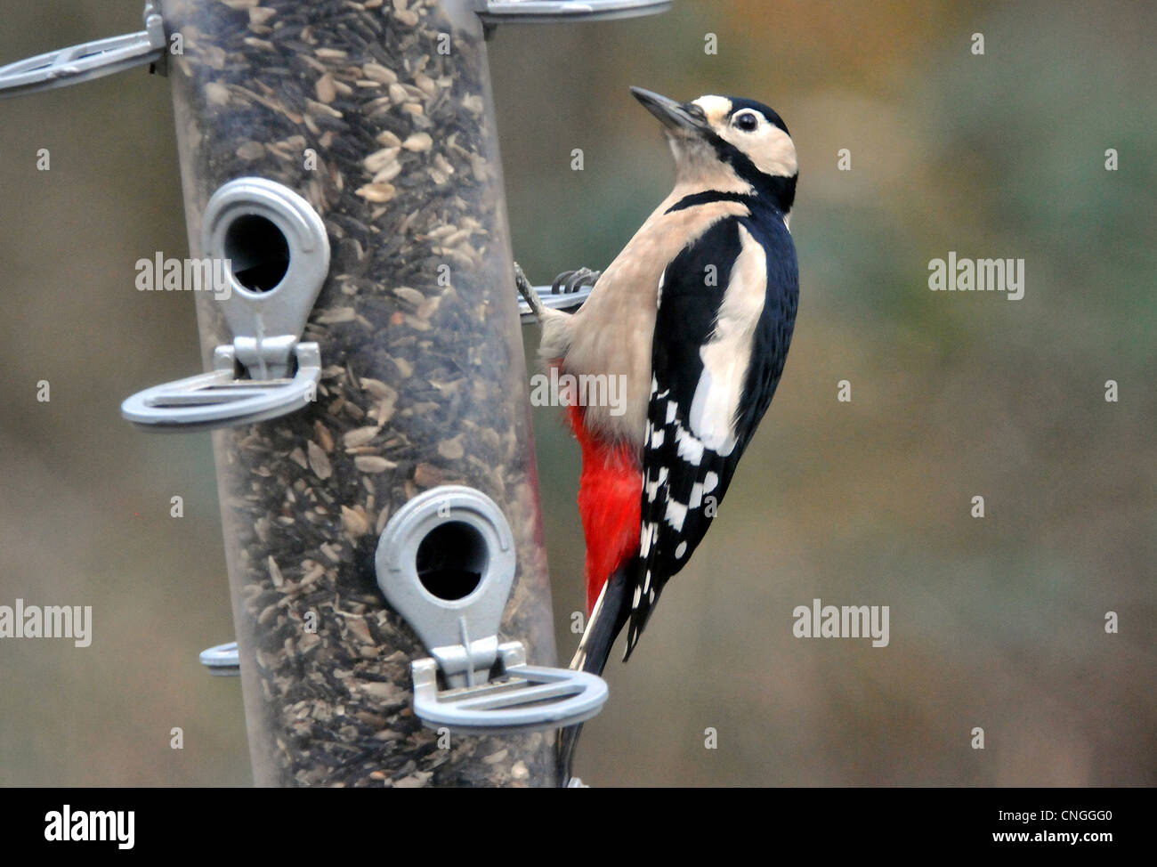 Picchio rosso su un alimentatore di sementi a Ringwood, HAMPSHIRE Foto Stock