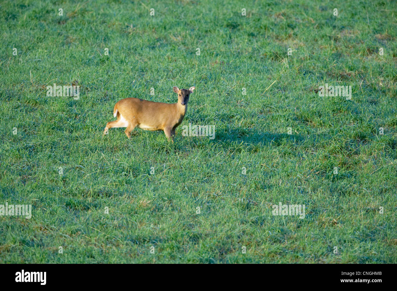 Femmina o Reeves Muntjac (Cinese) cervi, Muntiacus reevesi. Oxfordshire, Regno Unito. Foto Stock