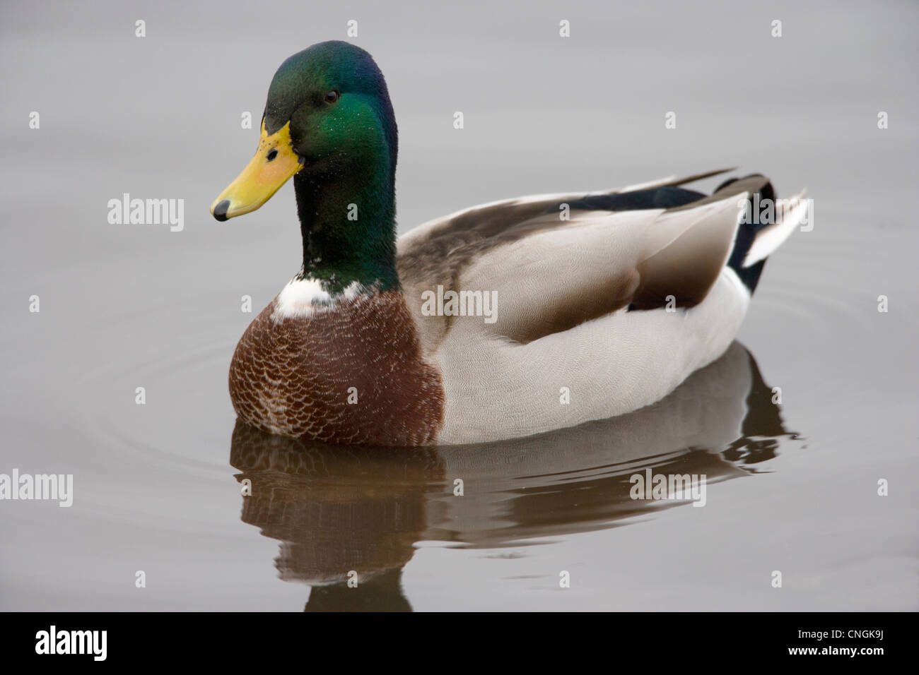 Ritratto di Mallard duck Anas platyrhynchos maschio di nuoto. Lancashire, Regno Unito. Foto Stock