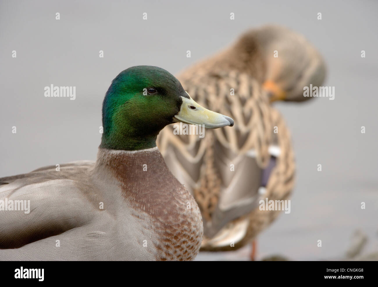 Mallard duck Anas platyrhynchos maschio con femmina in background. Lancashire, Regno Unito. Foto Stock