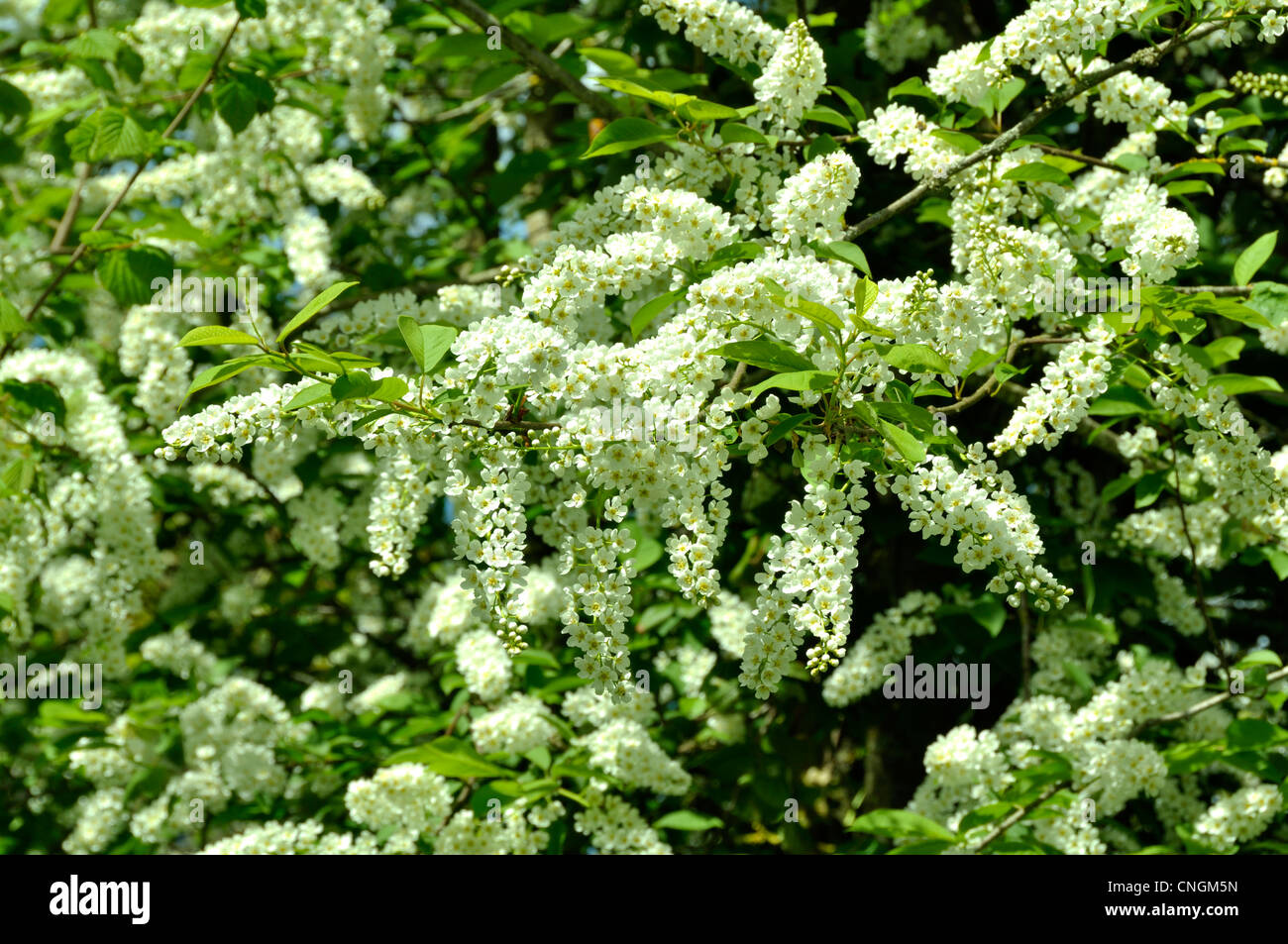 Uccello europeo ciliegio (Prunus padus, Padus avium), rami fioriti, in un giardino. Foto Stock