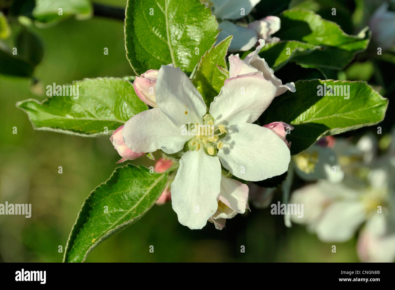 Fiore del melo in un giardino a molla. Foto Stock