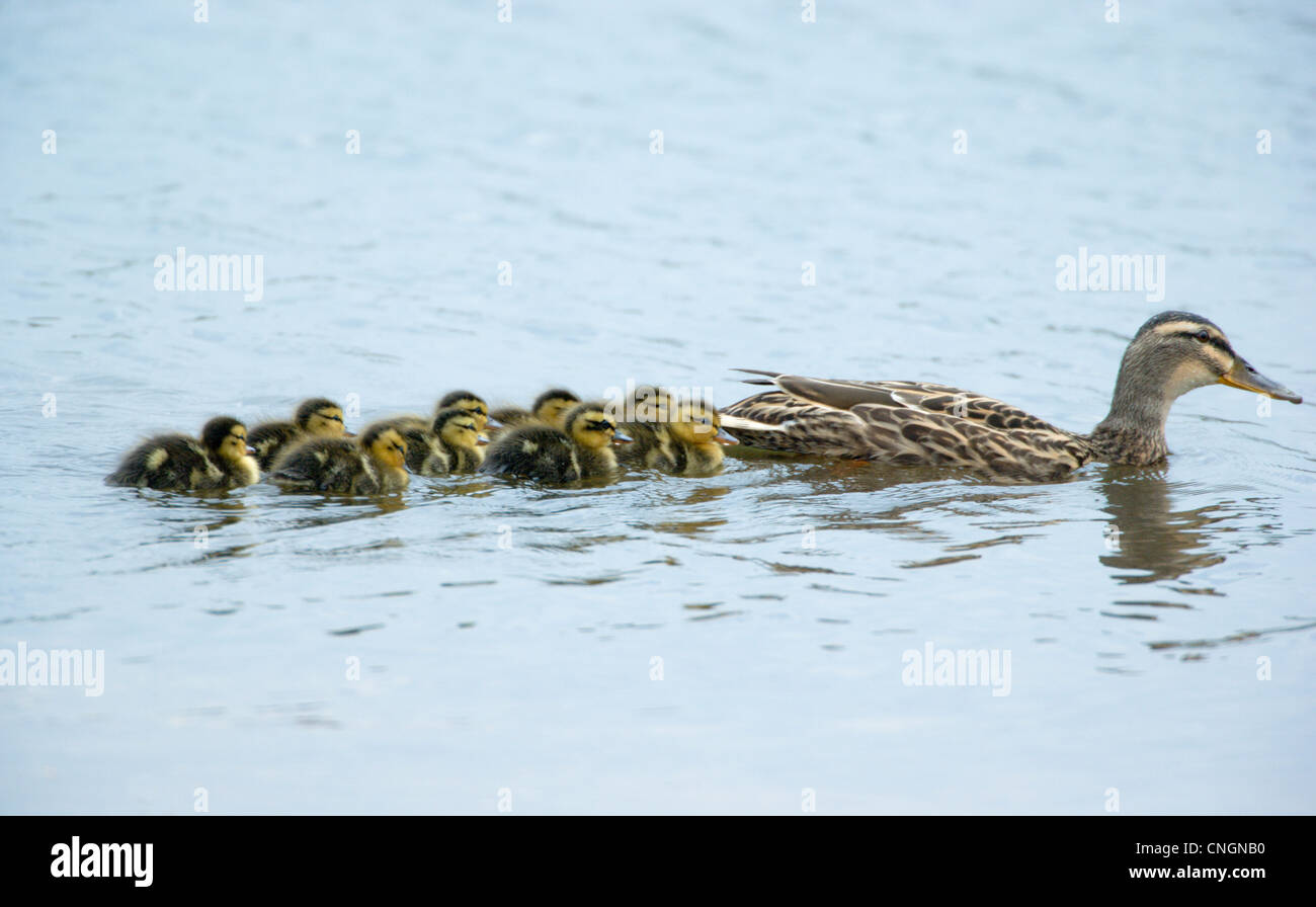 Femmina Mallard duck Anas platyrhynchos nuoto con le ochette seguenti. Berkshire, Regno Unito. Foto Stock
