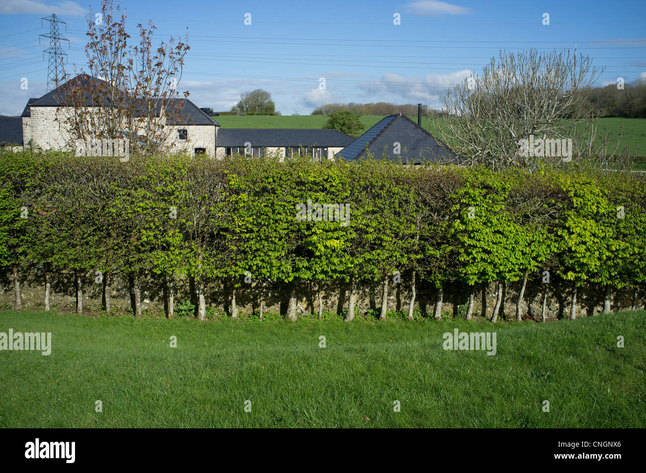 Stilted Carpino hedge fornendo screening in un paese di Lingua gallese garden Foto Stock