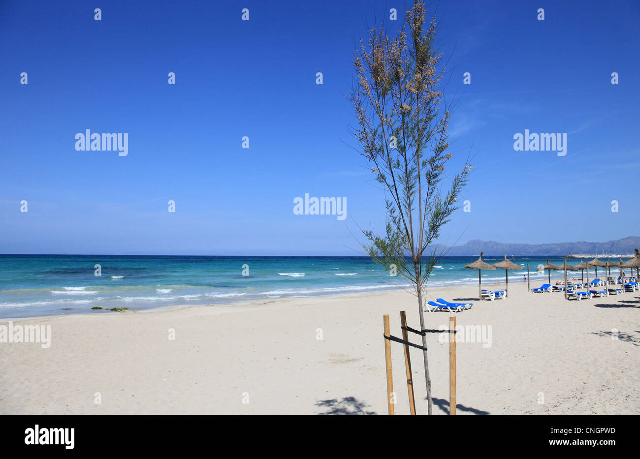 L'ampia e sabbiosa spiaggia di C'an Picafort sull'isola delle Baleari di Mallorca, Spagna Foto Stock