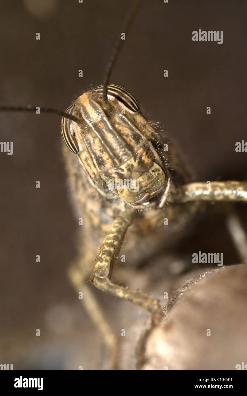 Grasshopper egiziano (Anacridium aegyptium) Foto Stock