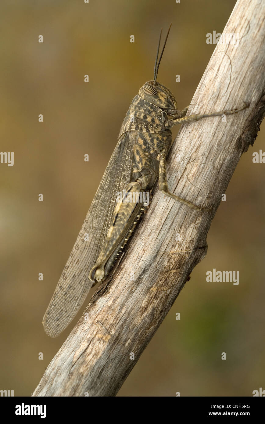 Grasshopper egiziano (Anacridium aegyptium) Foto Stock