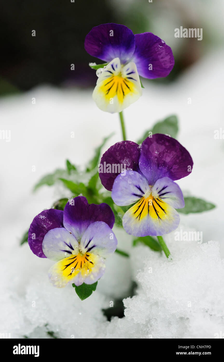 Viola di montagna (Viola saxatilis) ricoperta di neve Foto Stock