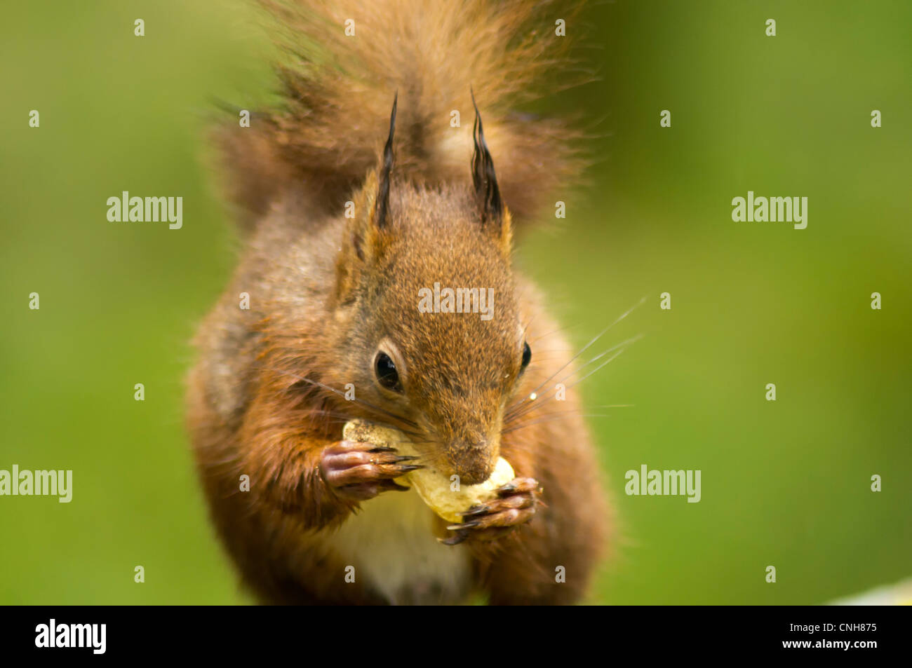 Wild scoiattolo rosso nel North Yorkshire Foto Stock