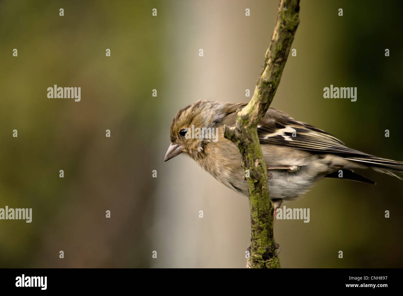 Fringuello - Bird Foto Stock