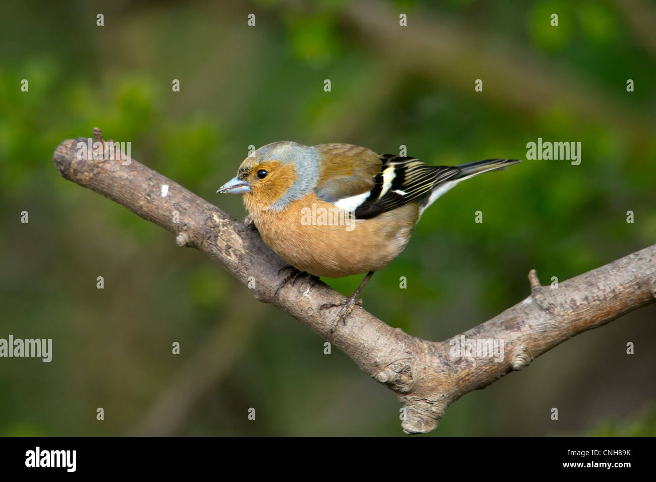 Fringuello - Bird Foto Stock