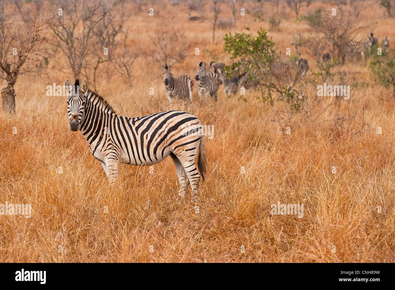 Un Burchell's Zebra conduce la mandria Foto Stock Un Burchell's Zebra conduce la mandria Foto Stock