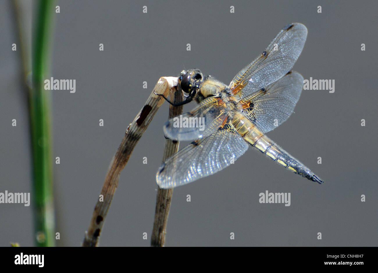 SOUTHERN HAWKER libellula Foto Stock