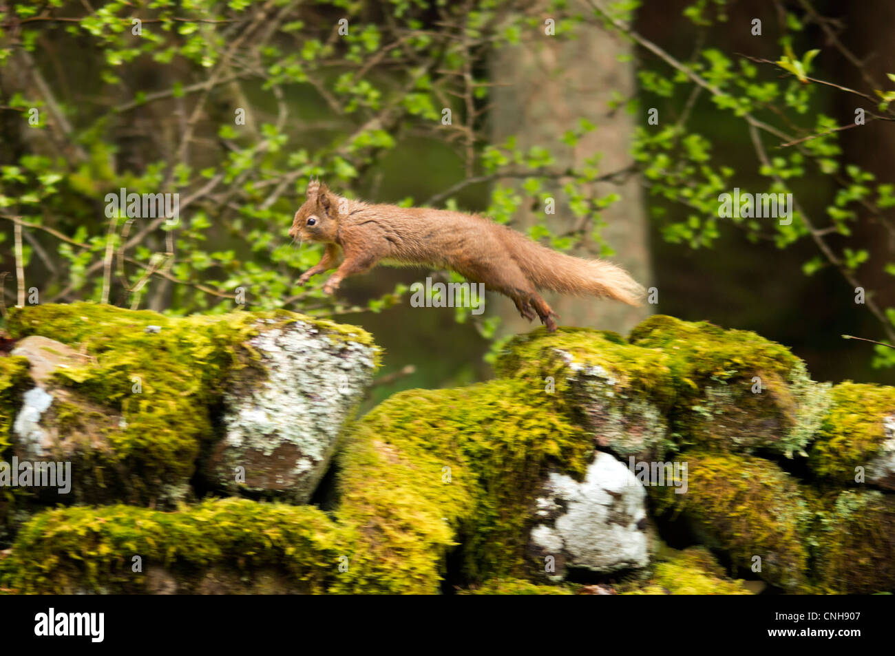 Wild scoiattolo rosso nel North Yorkshire Foto Stock
