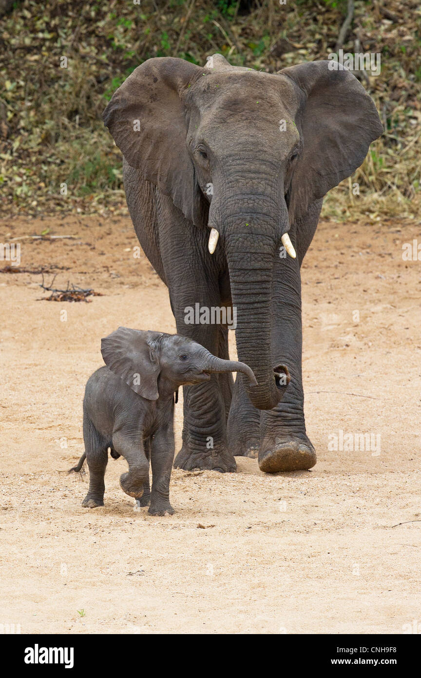 Una femmina di elefante africano e del polpaccio Foto Stock