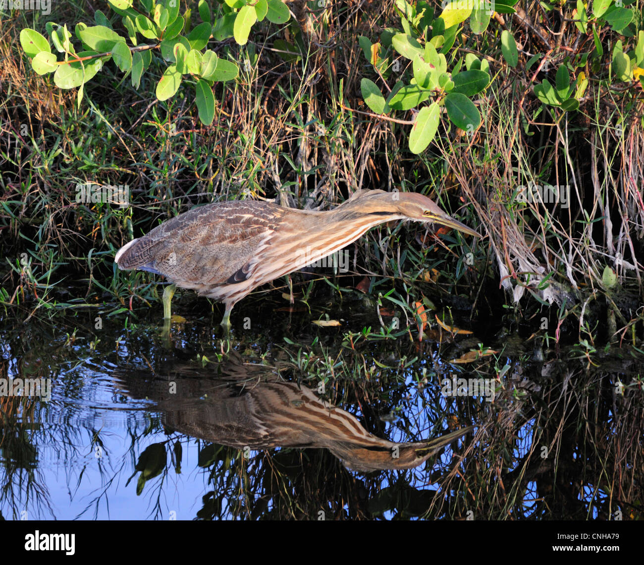 American Tarabuso (Botaurus lentiginosus) steli il suo prossimo pasto in una palude della Florida Foto Stock