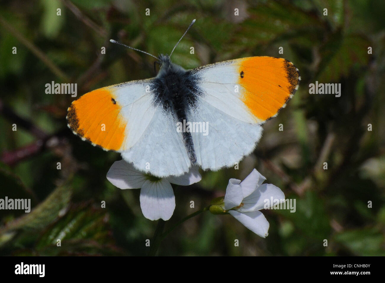 Punta arancione farfalla alimentazione su fiori selvatici Foto Stock