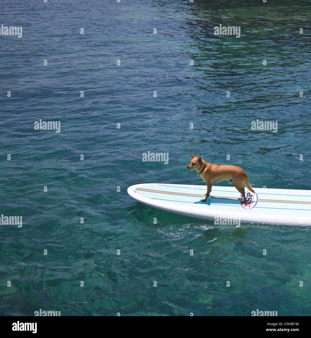 Cane di nome Menehune su stand up paddleboard sulla Big Island delle Hawaii Foto Stock