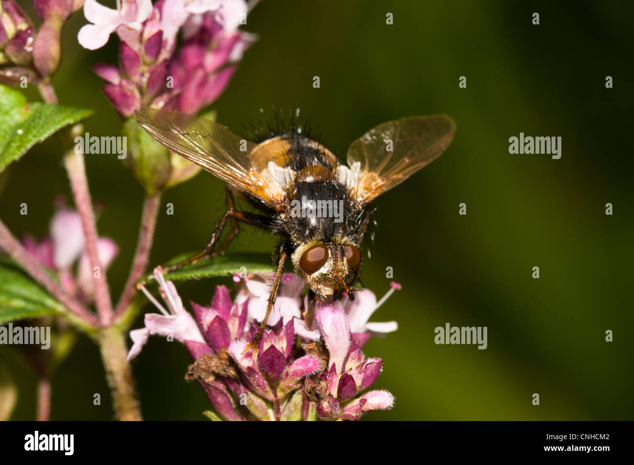 Un tachinid fly (Tachina fera) su un misterioso fiore rosa a Banca Downe Riserva Naturale, Kent. Agosto. Foto Stock