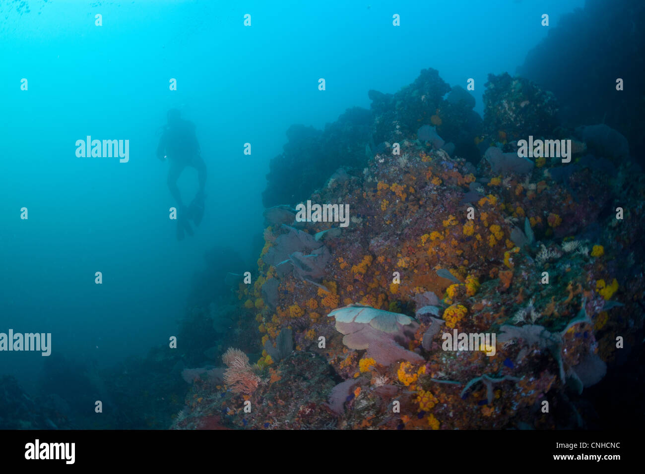 Un subacqueo esplora una barriera corallina al largo della costa della isola di Coiba, Panama. Foto Stock