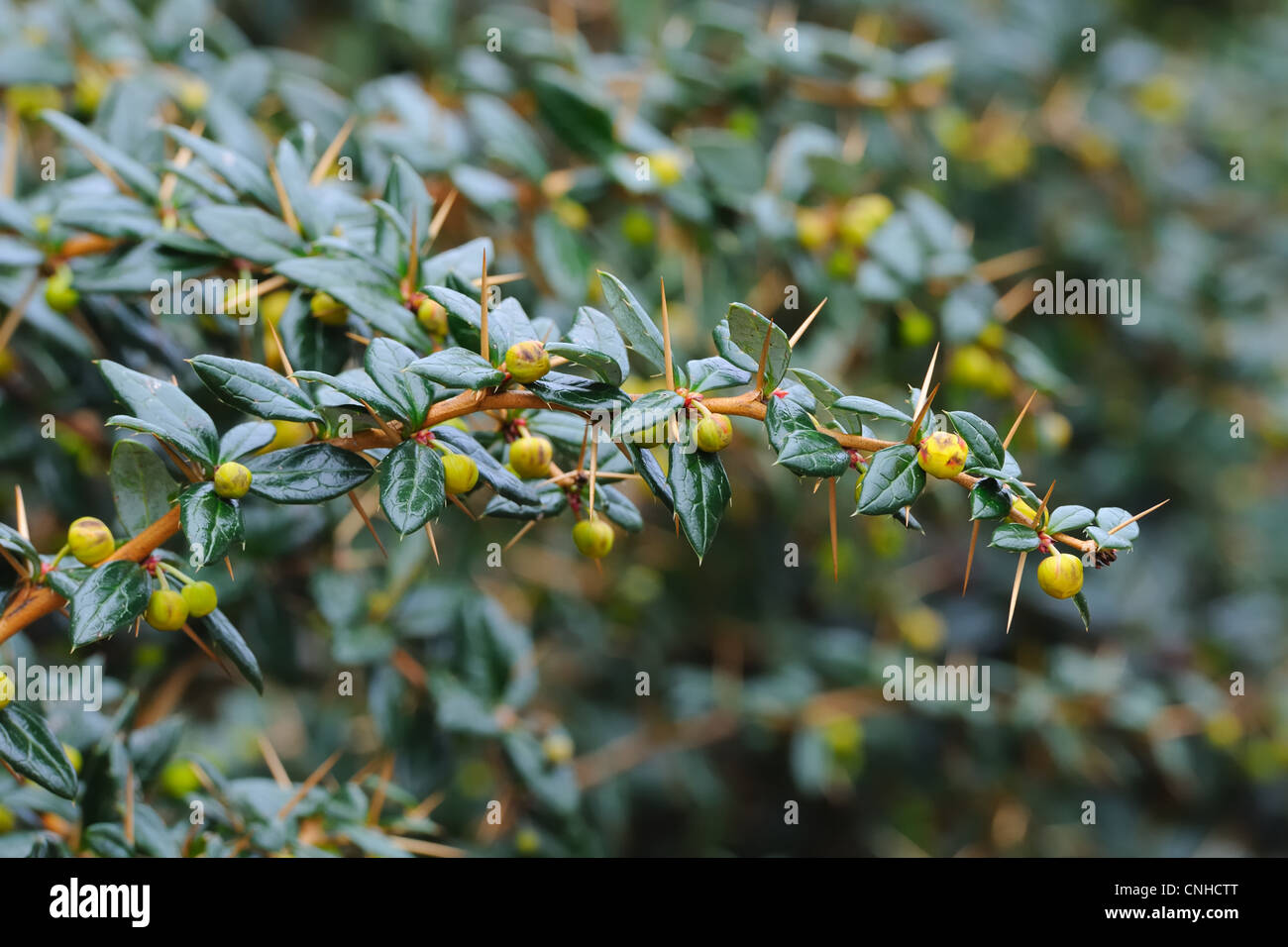 Prickly sempreverde siepe barbaro Berberis thunbergii. Foto Stock