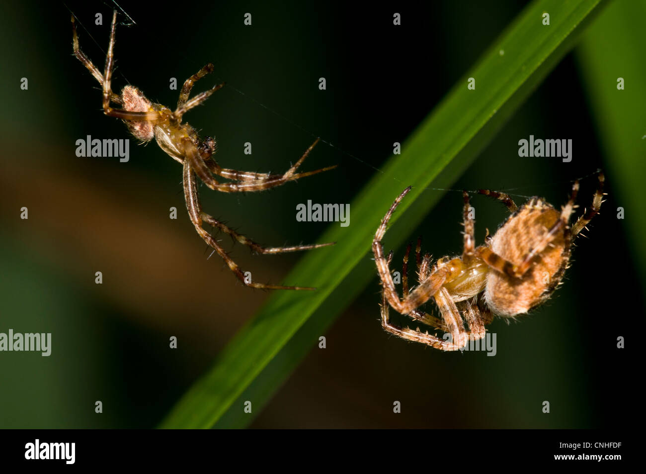 Una coppia di giardino ragni (Araneus diadematus) con il maschio (sinistra) cautamente avvicinando la femmina in Brede boschi alto Foto Stock