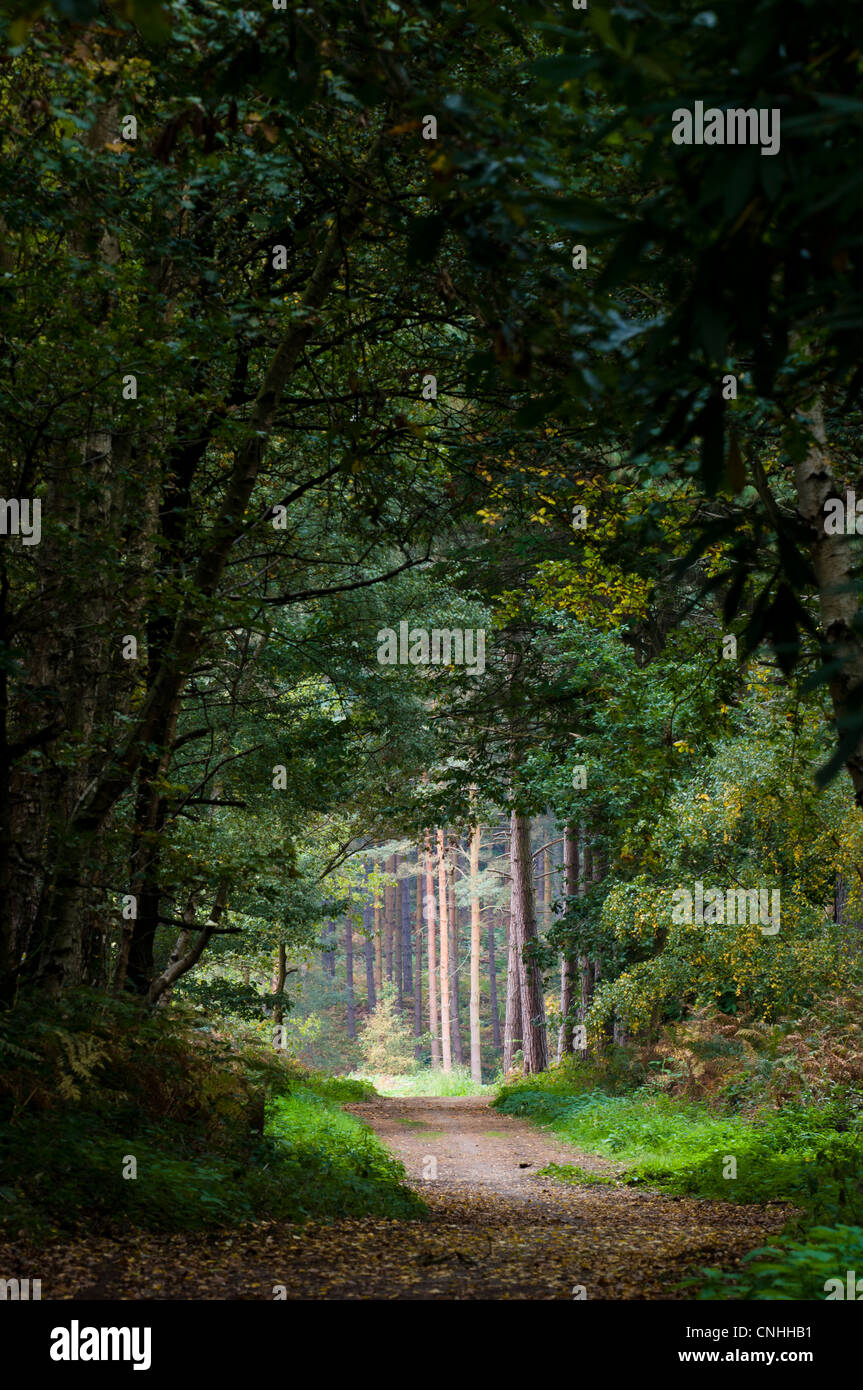 Un sentiero attraverso il misto di latifoglie e conifere in Clumber Park, Nottinghamshire. Ottobre. Foto Stock