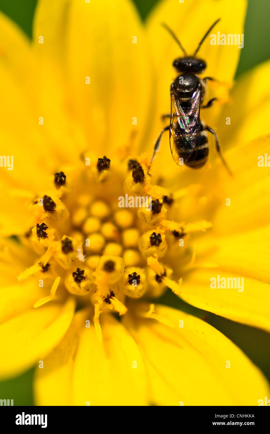 Parafango ant su cosmo giallo fiore Foto Stock