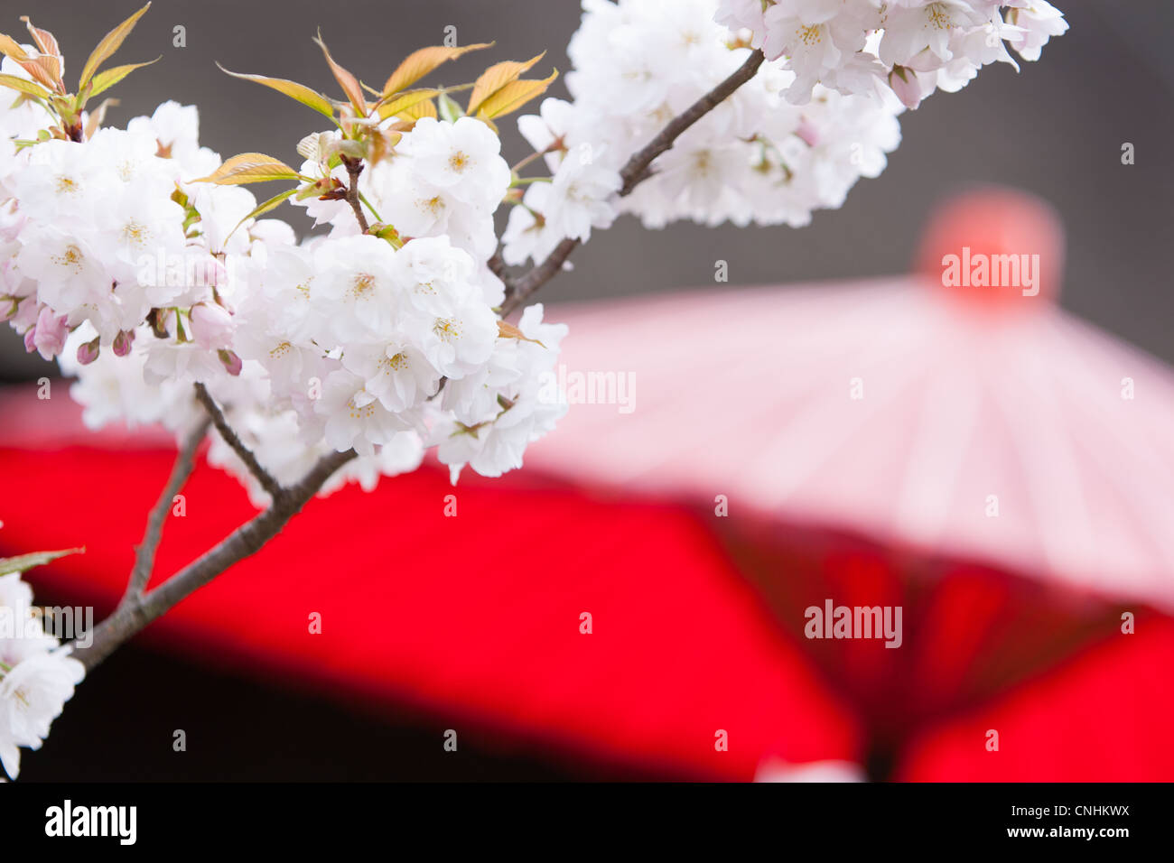 Il giapponese Sakura cherry blossom nella parte anteriore di una carta rossa parasol, in Kiyomizu Dera tempio, Kyoto, Giappone. Foto Stock Il giapponese Sakura cherry blossom nella parte anteriore di una carta rossa parasol, in Kiyomizu Dera tempio, Kyoto, Giappone. Foto Stock