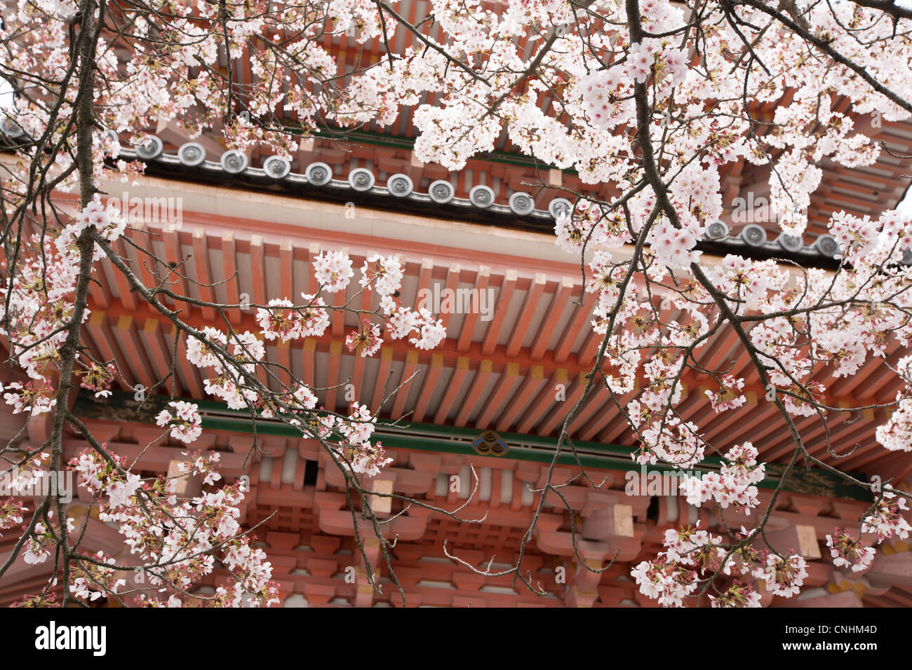 Sakura la fioritura dei ciliegi in fiore al tempio Kiyomizudera, in Higashiyama, Kyoto, Giappone. Foto Stock
