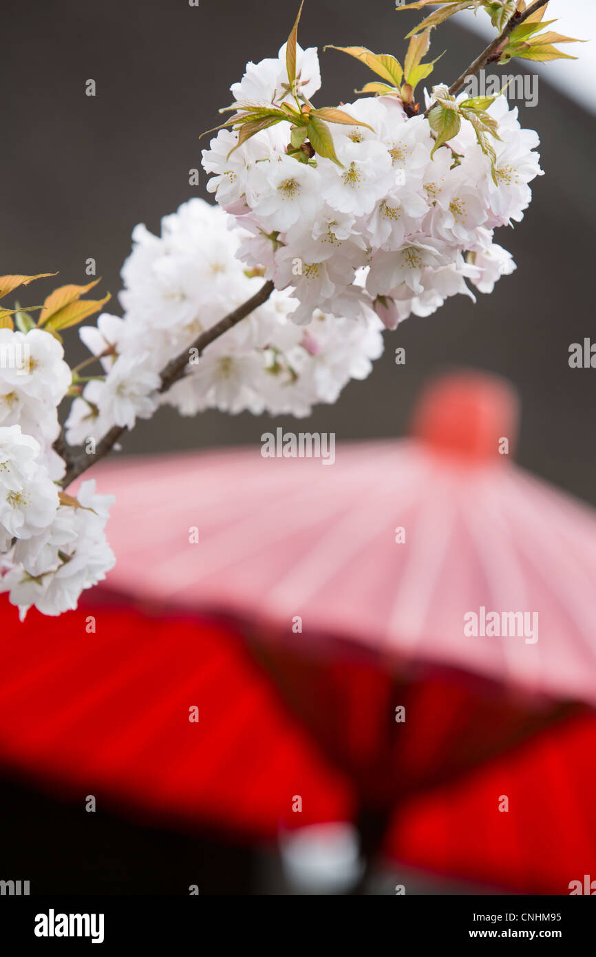 Il giapponese Sakura cherry blossom nella parte anteriore di una carta rossa parasol, in Kiyomizu Dera tempio, Kyoto, Giappone. Foto Stock Il giapponese Sakura cherry blossom nella parte anteriore di una carta rossa parasol, in Kiyomizu Dera tempio, Kyoto, Giappone. Foto Stock