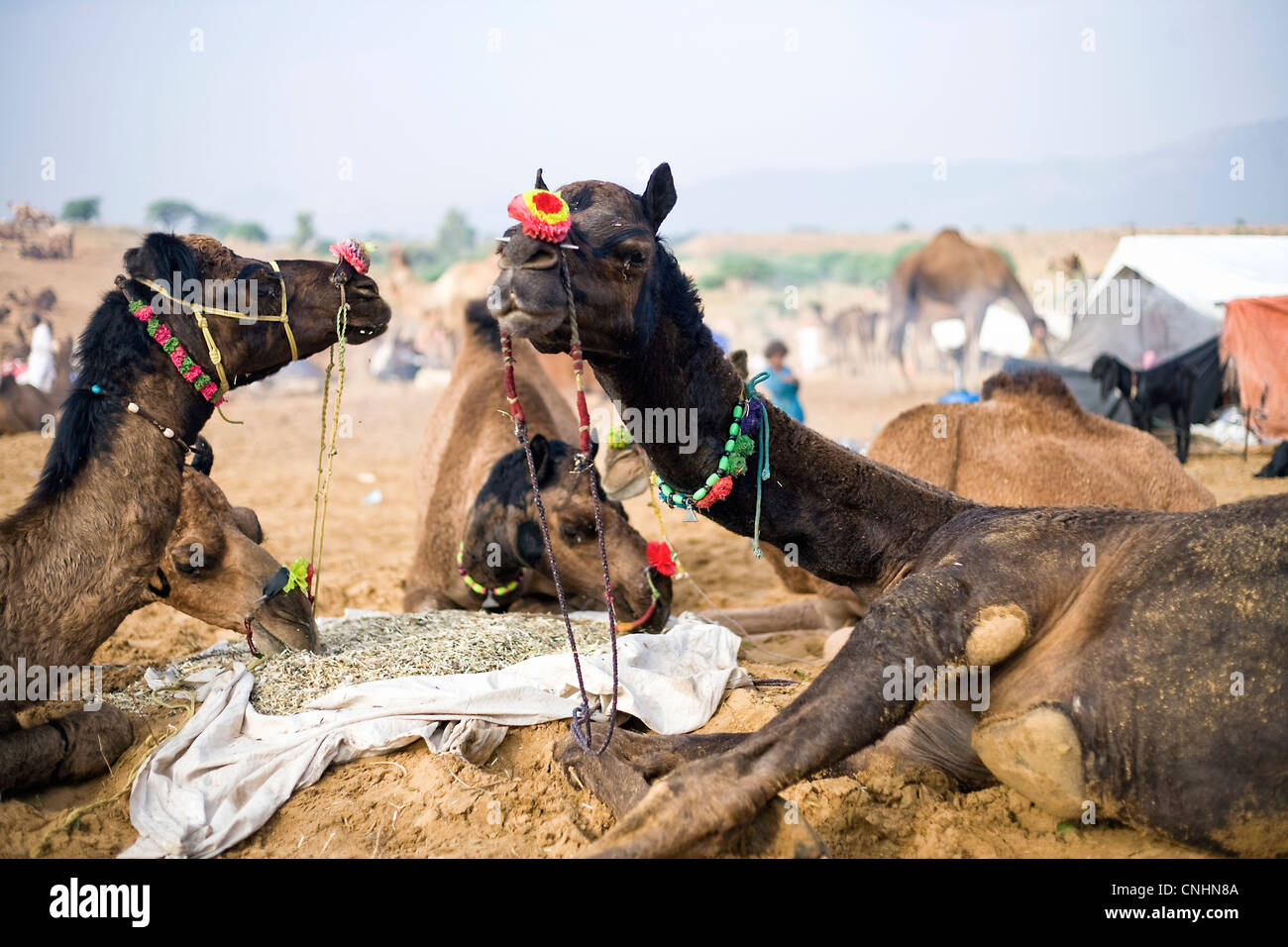 I cammelli durante il Pushkar Camel fair , India Foto Stock