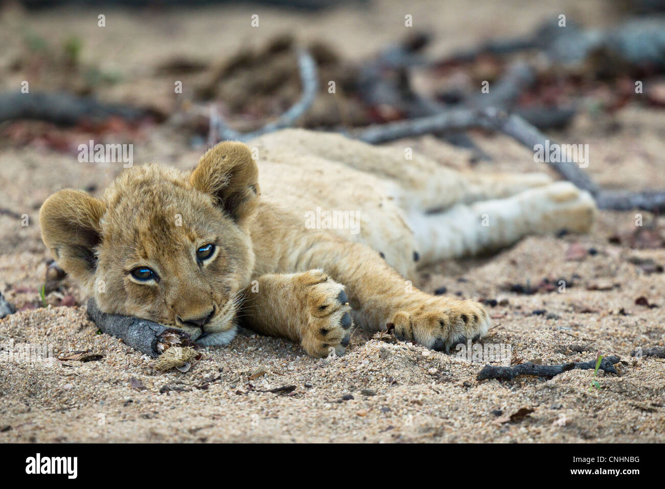 Un lone LION CUB giacente nella sporcizia, guardando la fotocamera Foto Stock