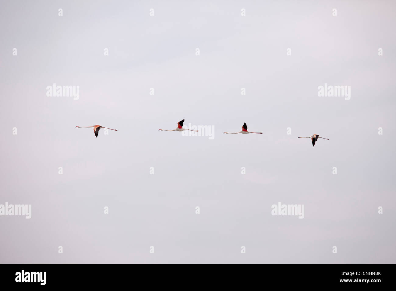 Quattro maggiore i fenicotteri in volo in una riga Foto Stock