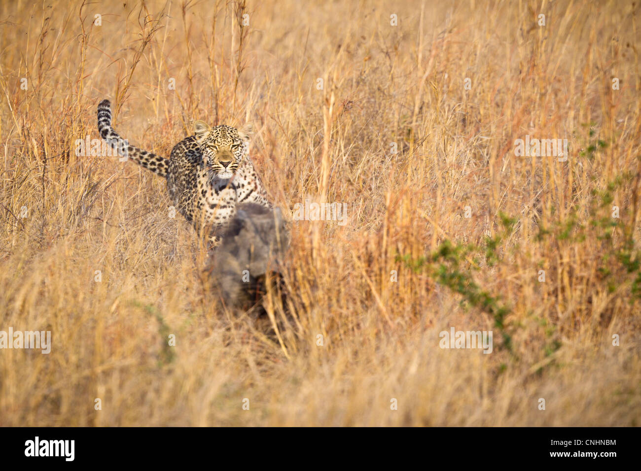 Un leopard inseguendo un warthog attraverso l'erba alta Foto Stock