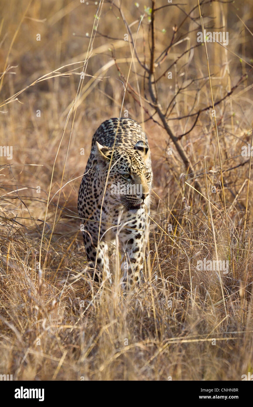 Un leopard stalking tramite l'erba Foto Stock