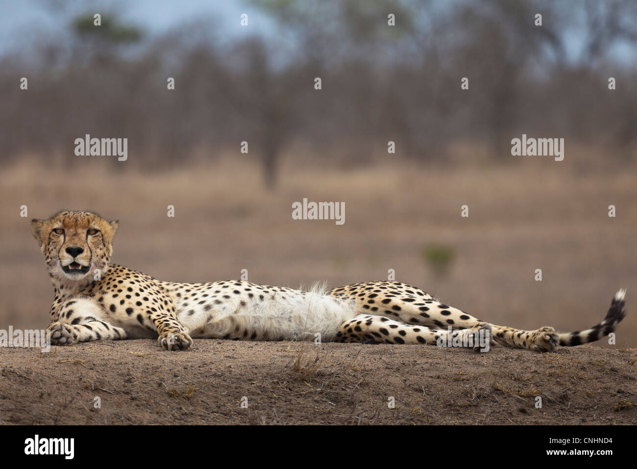 Un ghepardo sdraiato, guardando la fotocamera Foto Stock
