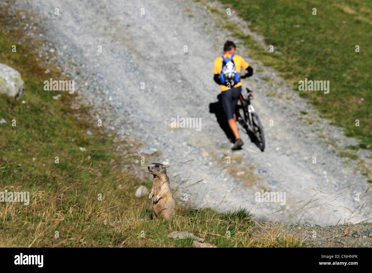Una massa di scoiattolo in piedi sulle zampe posteriori Foto Stock