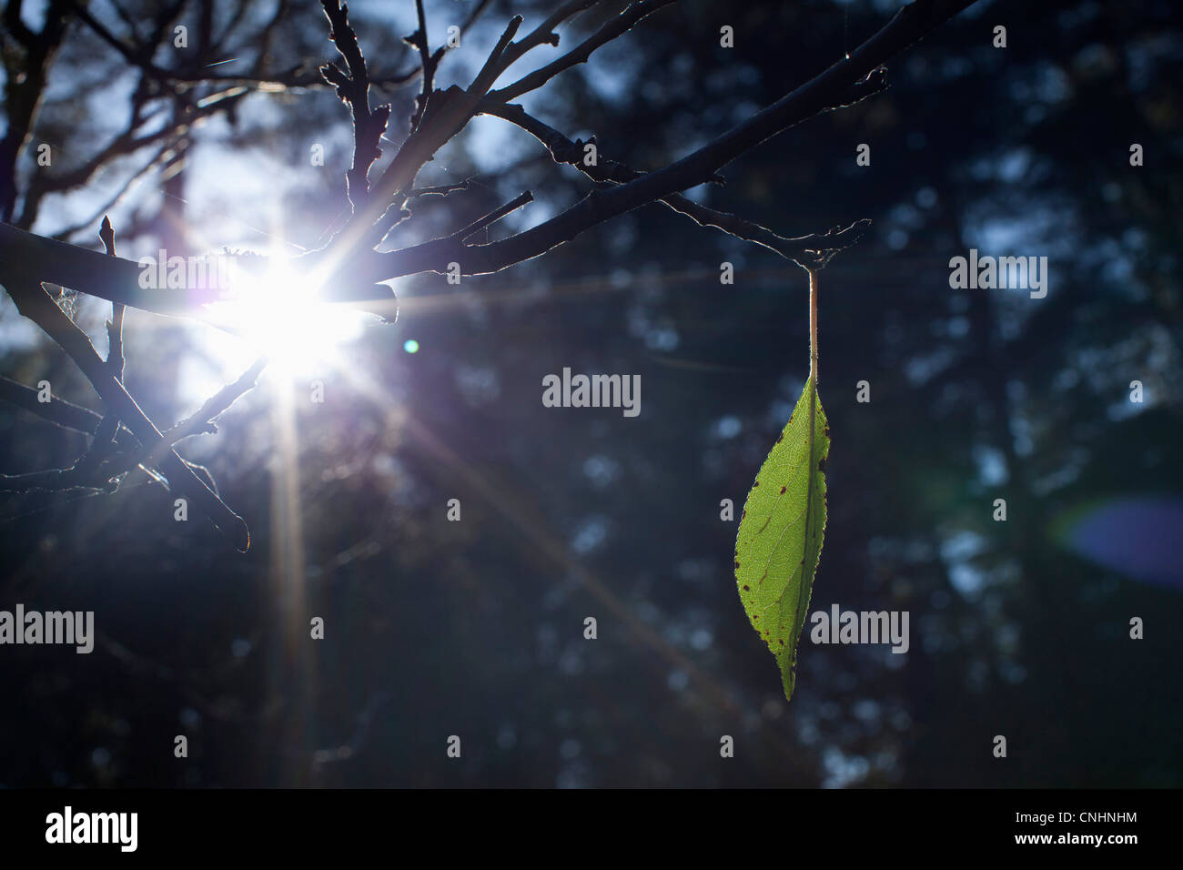 Una singola foglia che cresce su un ramo Foto Stock