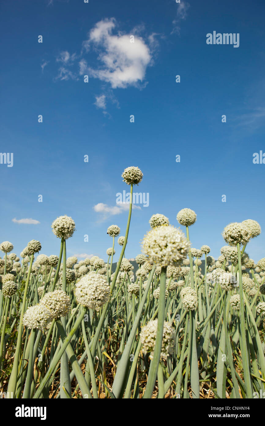 Campo di aglio, basso angolo di visione, close-up Foto Stock