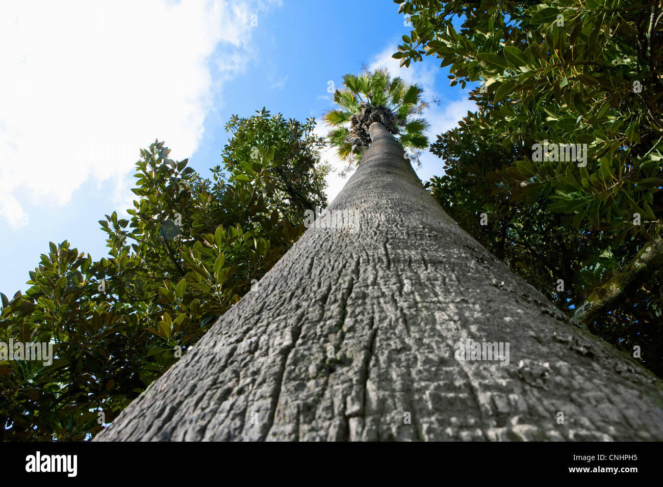 Palm tree nel giardino botanico Foto Stock