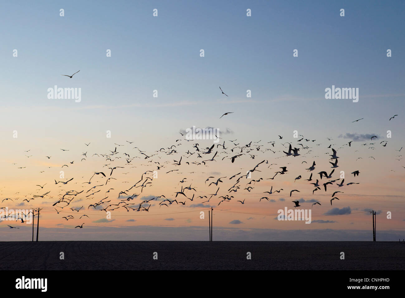 Flock of Seagulls nel cielo al crepuscolo Foto Stock