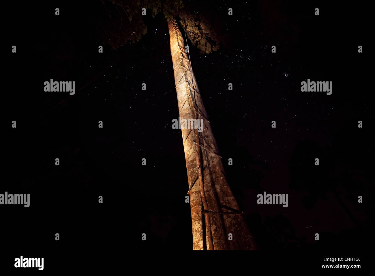 La struttura Tualang durante la notte nella giungla vicino Gubir in Malesia Foto Stock