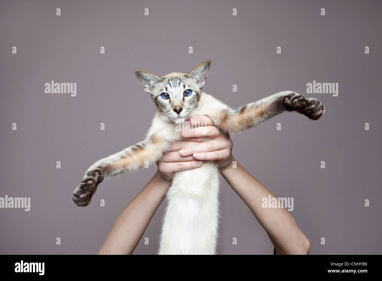Persona in possesso di gatto siamese gatto Foto Stock