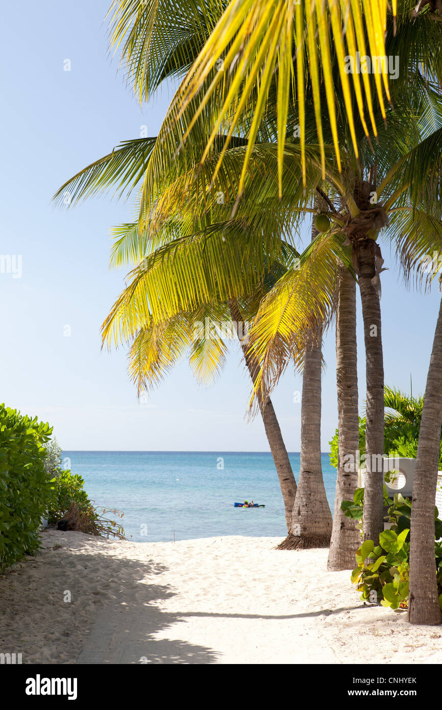 Le palme e la spiaggia, guardando verso il mare dei Caraibi, Grand Cayman, Isole Cayman Foto Stock